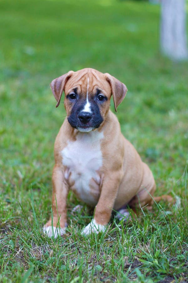 American Staffordshire Terrier. Brown puppy. American puppy. American Staffordshire Terrier. Brown puppy. American puppy