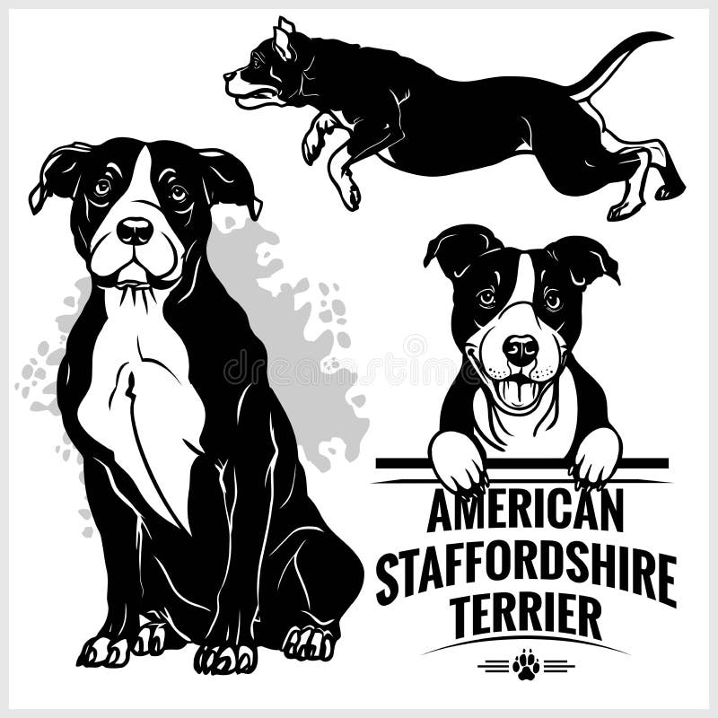 Download American Staffordshire Terrier Peeking Dogs Breed Face Head Isolated On White Stock Vector Illustration Of Family Face 140095300