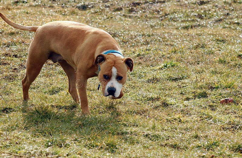 American staffordshire terrier in grass