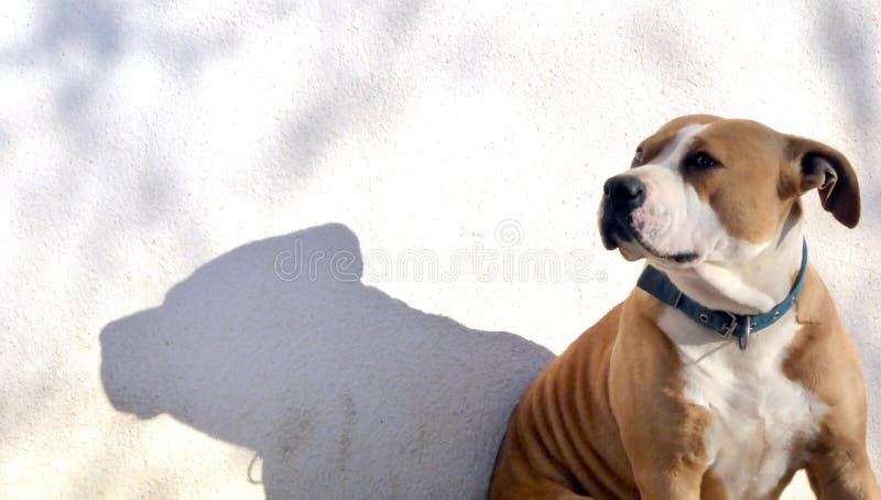 American Staffordshire terrier and his shadow