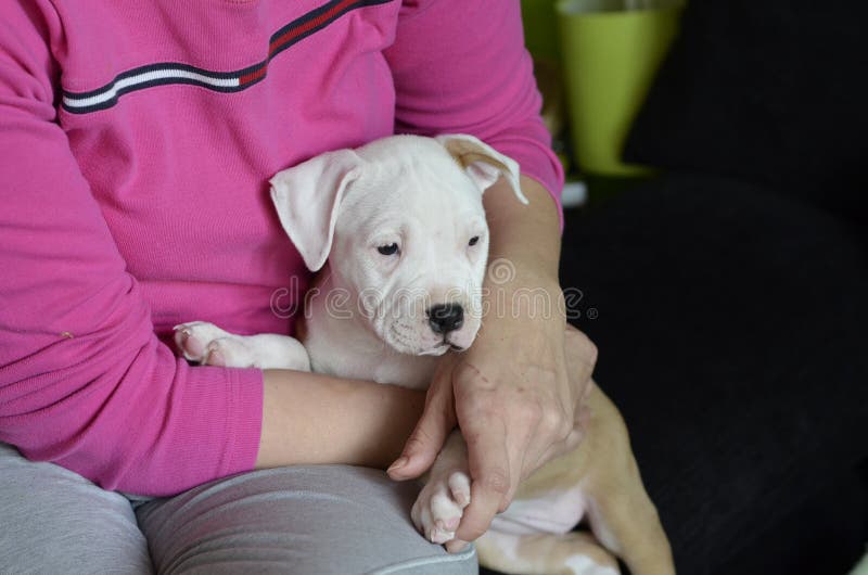 Cute american staffordshire terrier puppy holding in hand
