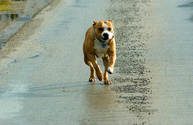 American staffordshire terrier running