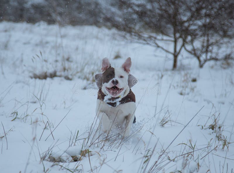 Stafforshire bull terrier Winter . Run stock photography Stafforshire bull terrier Winter . Run stock photography