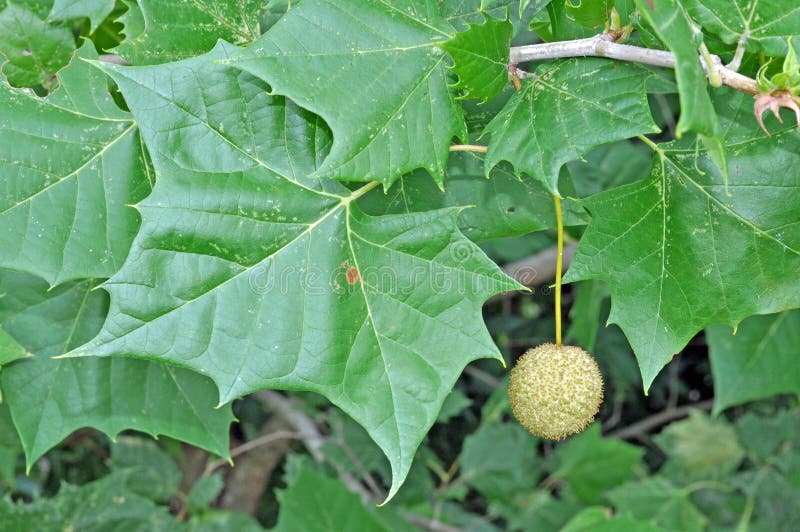 469 American Sycamore Photos Free Royalty Free Stock Photos From Dreamstime 469 American Sycamore Photos Free Royalty Free Stock Photos From Dreamstime