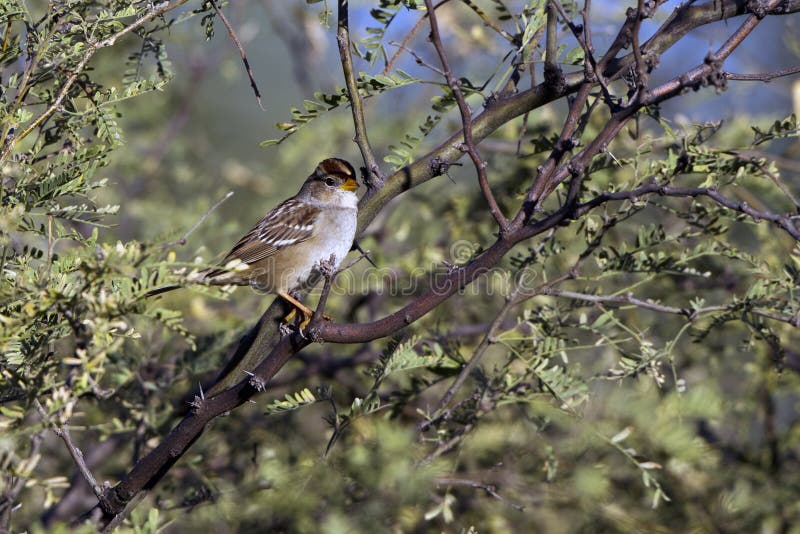 American Tree Sparrow, Spizella arborea