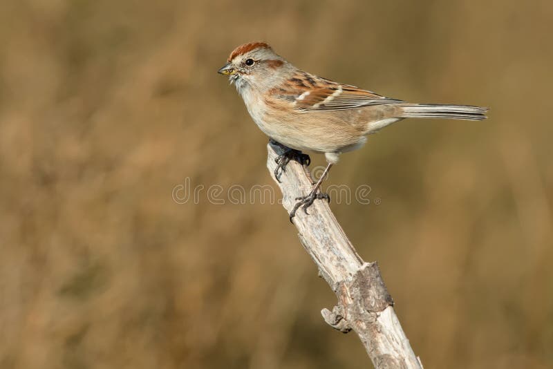 American Tree Sparrow - Spizelloides arborea