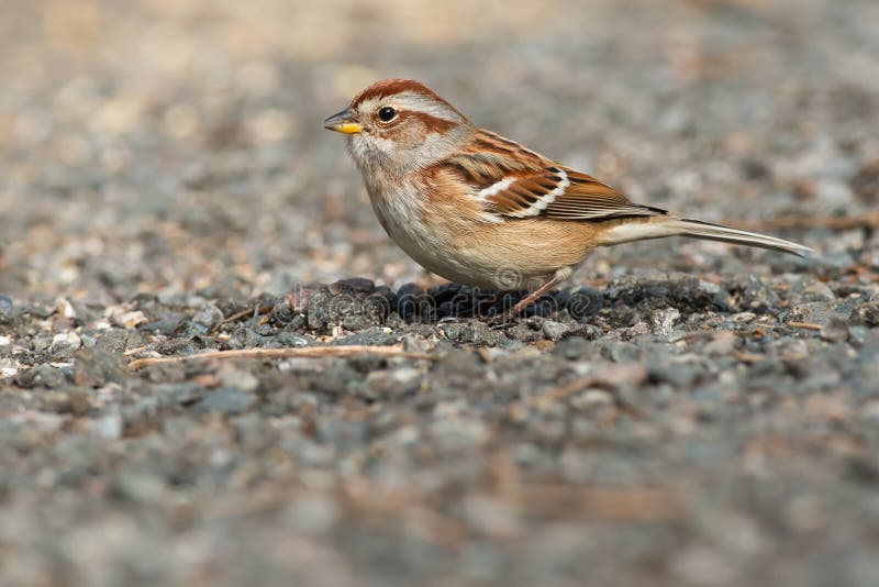 American Tree Sparrow - Spizelloides arborea