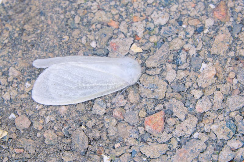 White Moth stock image. Image of animals, american, wild 271853525
