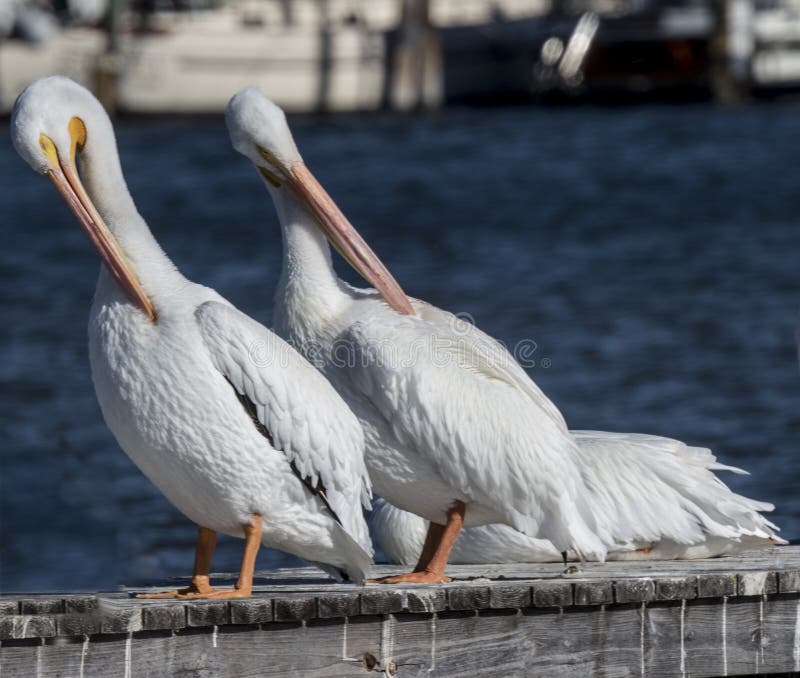 American White Pelican royalty free stock image American White Pelican royalty free stock image