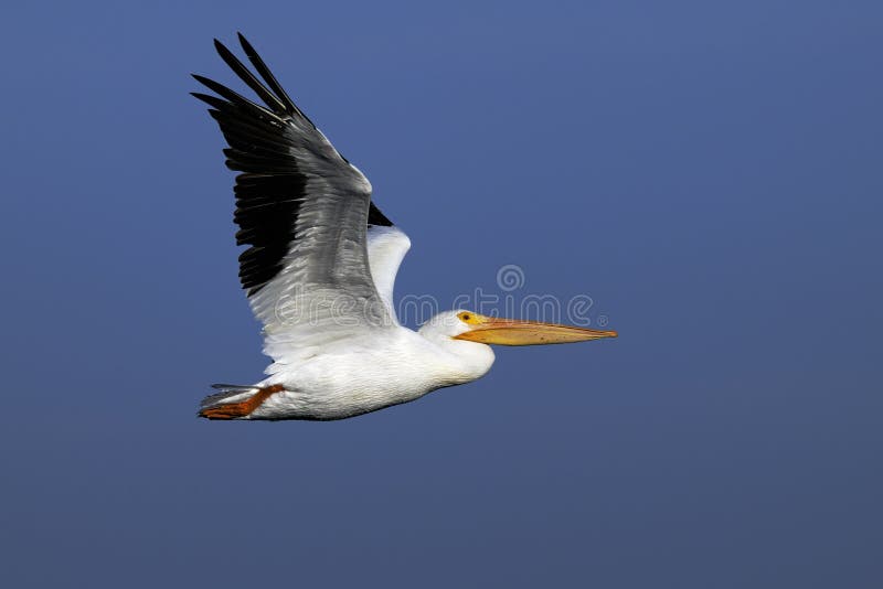American white pelican, pelecanus erythrorhynchos