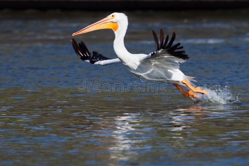 American White Pelican taking off
