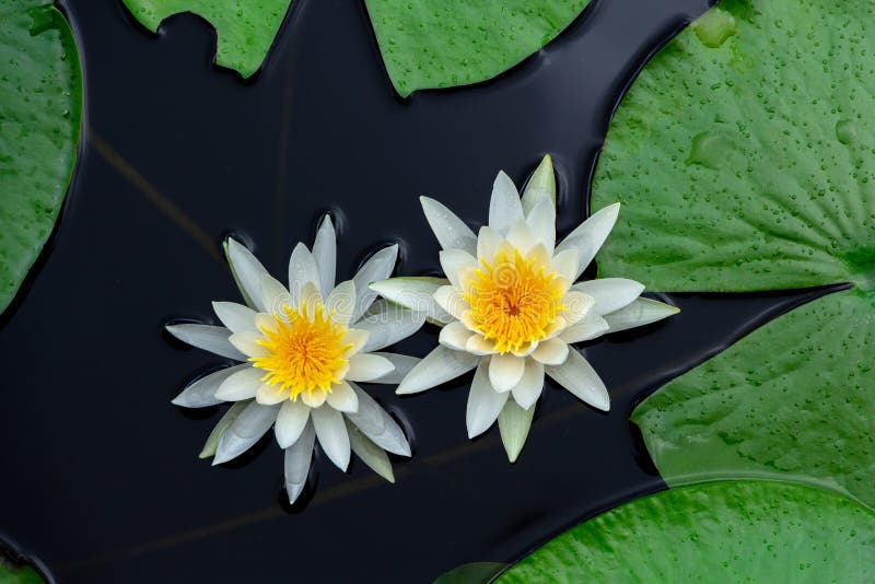 American white water lily Nymphaea odorata, two flowers floating on water with lily pads - Long Key Natural Area, Davie, Florida