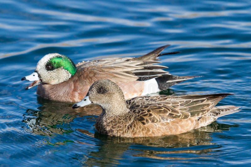 American Wigeon ducks in a calm blue lake.