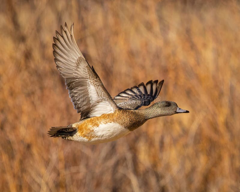 american wigeon in flight