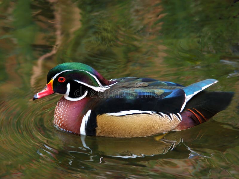 American Wood Duck