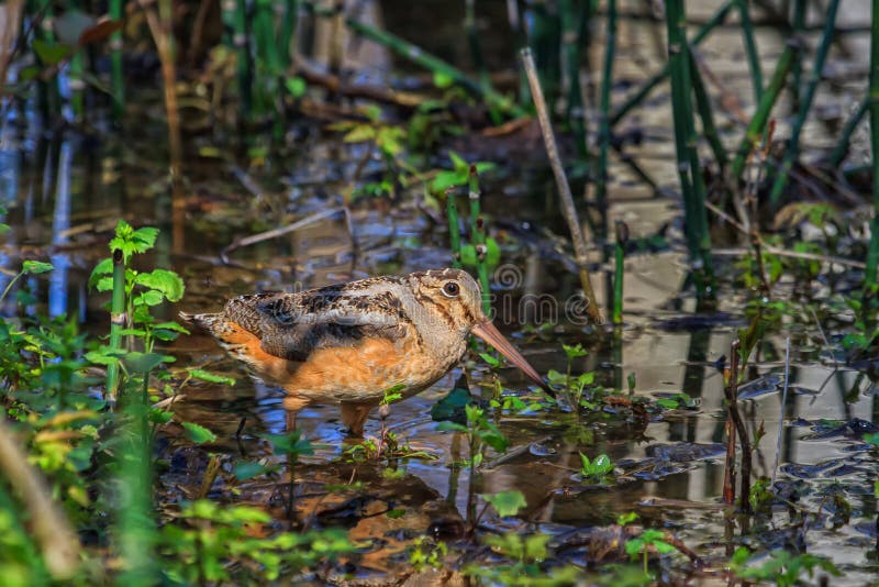 American woodcock wading in the shallow water of a flooded forest. American woodcock wading in the shallow water of a flooded forest.