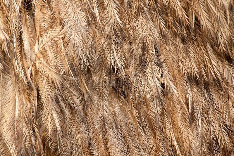 Greater Rhea americana feather pattern. Greater Rhea americana feather pattern