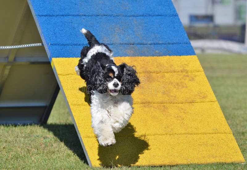 Americano cocker spaniel en el ensayo de la agilidad del perro fotografía de archivo libre de regalías Americano cocker spaniel en el ensayo de la agilidad del perro fotografía de archivo libre de regalías