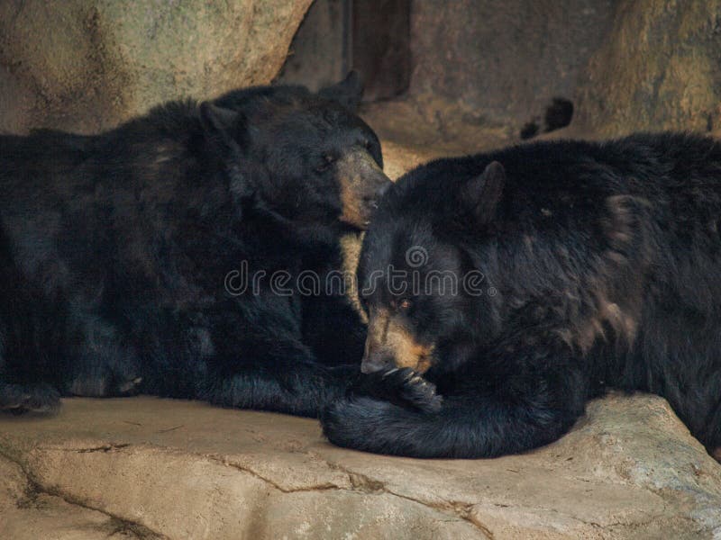 Americanus amerikansk Ursus för svart björn royaltyfri foto Americanus amerikansk Ursus för svart björn royaltyfri foto