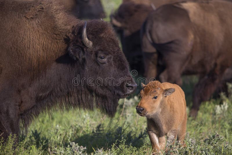 Amerikaanse bizonkoe en kalf stock afbeeldingen