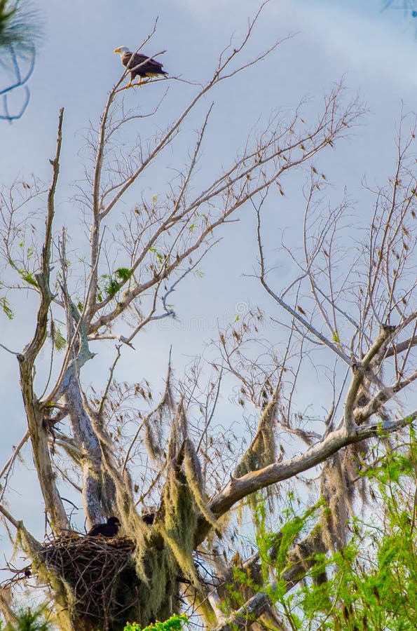 Amerikaans Kaal Eagle Guarding His Eaglet stock foto Amerikaans Kaal Eagle Guarding His Eaglet stock foto