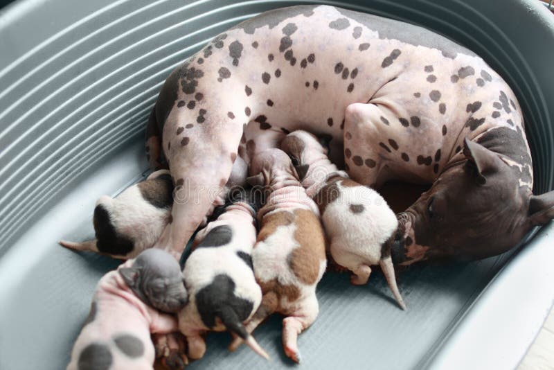 Amerikaans Kaal Terrier stock afbeelding Amerikaans Kaal Terrier stock afbeelding