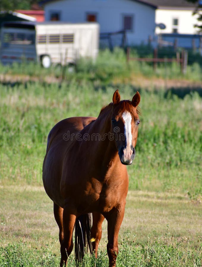 The most popular breed in the United States and the American Quarter Horse Association is the largest breed registry in the world. Known as the fastest breed of horse over short distances, Quarter horses are popular mounts for both trail and competition. They are often used for western pleasure riding and other western events such as barrel racing, roping and cutting, but they can also make excellent hunt seat mounts and even race horses. The most popular breed in the United States and the American Quarter Horse Association is the largest breed registry in the world. Known as the fastest breed of horse over short distances, Quarter horses are popular mounts for both trail and competition. They are often used for western pleasure riding and other western events such as barrel racing, roping and cutting, but they can also make excellent hunt seat mounts and even race horses.