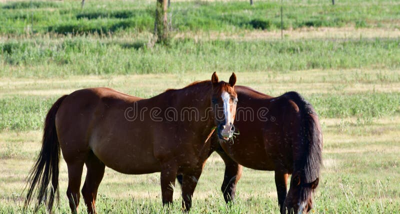 The most popular breed in the United States and the American Quarter Horse Association is the largest breed registry in the world. Known as the fastest breed of horse over short distances, Quarter horses are popular mounts for both trail and competition. They are often used for western pleasure riding and other western events such as barrel racing, roping and cutting, but they can also make excellent hunt seat mounts and even race horses. The most popular breed in the United States and the American Quarter Horse Association is the largest breed registry in the world. Known as the fastest breed of horse over short distances, Quarter horses are popular mounts for both trail and competition. They are often used for western pleasure riding and other western events such as barrel racing, roping and cutting, but they can also make excellent hunt seat mounts and even race horses.