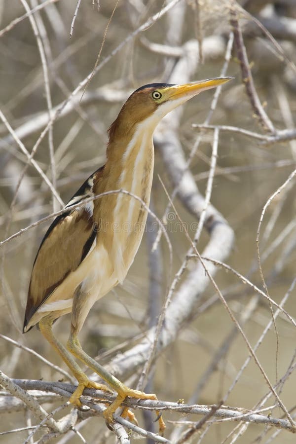 Amerikaans Woudaapje, moins butor étoilé, exilis d'Ixobrychus photographie stock Amerikaans Woudaapje, moins butor étoilé, exilis d'Ixobrychus photographie stock