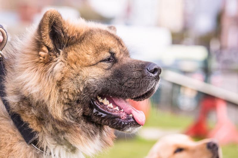 Amerikaanse akita volwassen hond royalty-vrije stock fotografie Amerikaanse akita volwassen hond royalty-vrije stock fotografie