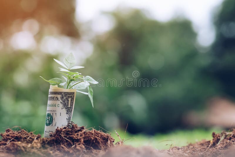 Amerikaanse dollars en jonge plant het groeien op grond met groene achtergrond royalty-vrije stock fotografie Amerikaanse dollars en jonge plant het groeien op grond met groene achtergrond royalty-vrije stock fotografie