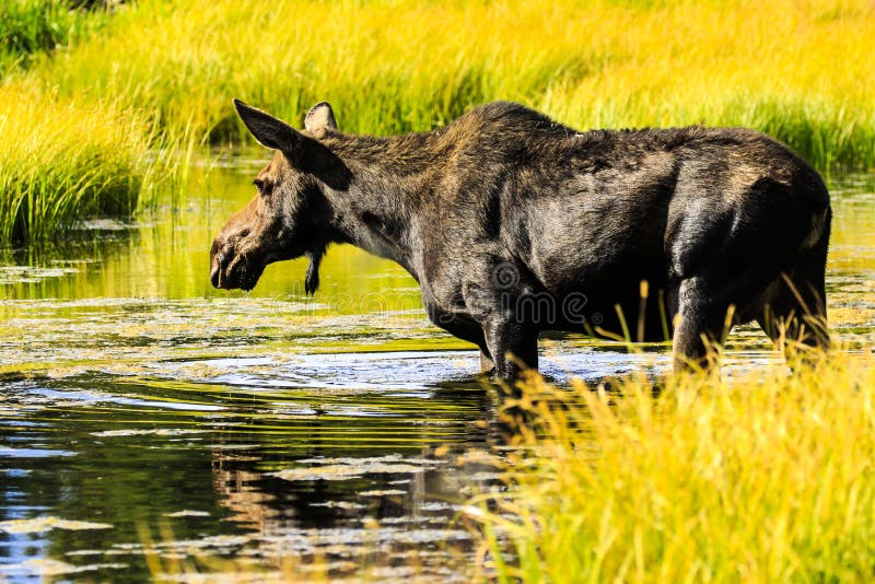 This female moose was crossing the Snake River after grazing on willows. She had two hidden calves waiting for her on the other side. This image was captured in late afternoon. Jackson Hole is a part of the Grand Teton National Park in Wyoming. This female moose was crossing the Snake River after grazing on willows. She had two hidden calves waiting for her on the other side. This image was captured in late afternoon. Jackson Hole is a part of the Grand Teton National Park in Wyoming.