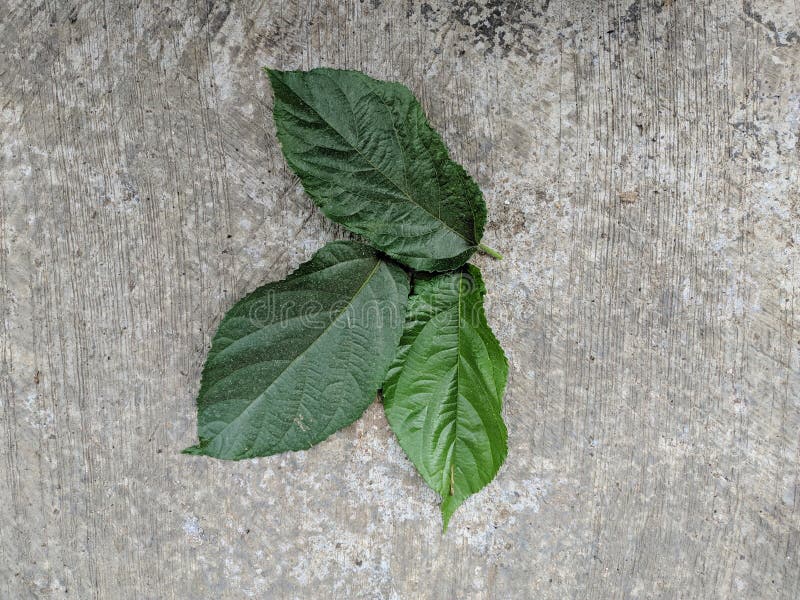 Amerikaanse huzelnut groene bladeren stock fotografie Amerikaanse huzelnut groene bladeren stock fotografie