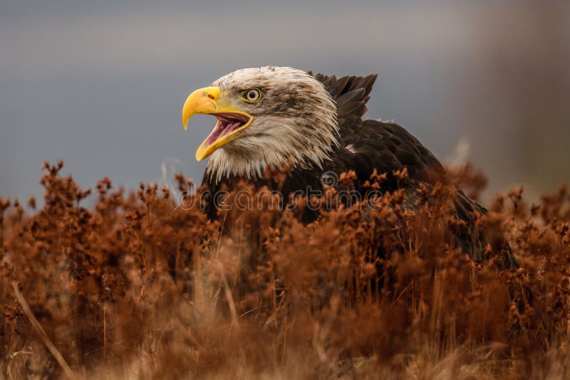 American bald eagle swooping down to grab a fish in Alaskan waters of Kenai region. American bald eagle swooping down to grab a fish in Alaskan waters of Kenai region