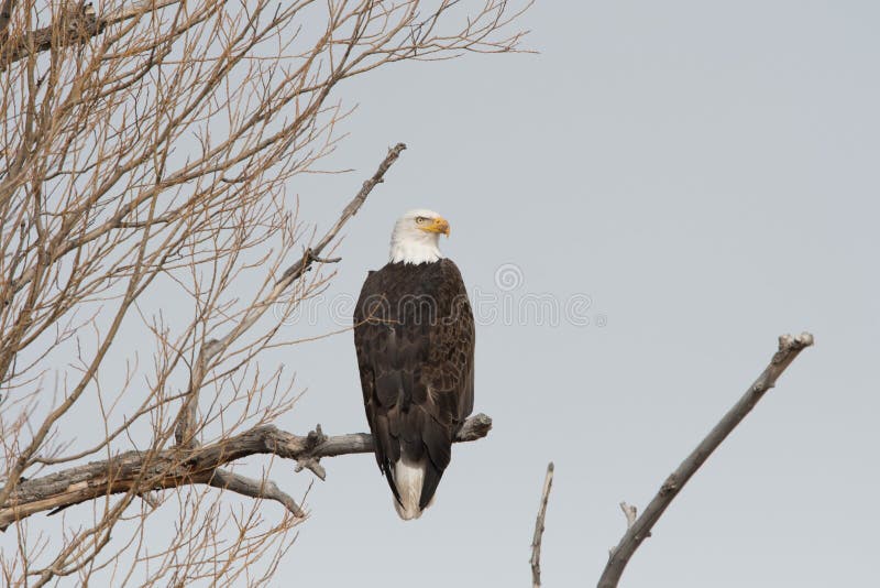 Amerikaanse kale adelaar die zich op een boomtak bevinden die aan het recht kijken stock foto's Amerikaanse kale adelaar die zich op een boomtak bevinden die aan het recht kijken stock foto's