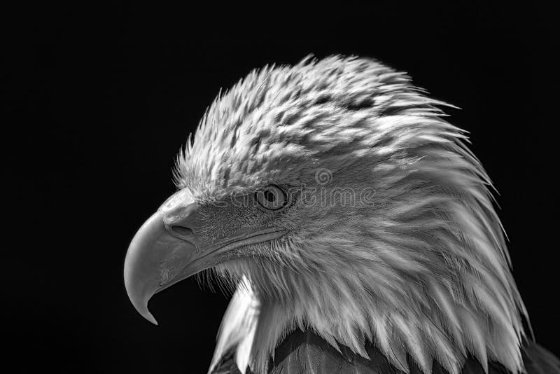 Amerikaanse kale adelaar Krachtige nationale de vogelmo van de hoog-contrastv.s. royalty-vrije stock afbeelding Amerikaanse kale adelaar Krachtige nationale de vogelmo van de hoog-contrastv.s. royalty-vrije stock afbeelding