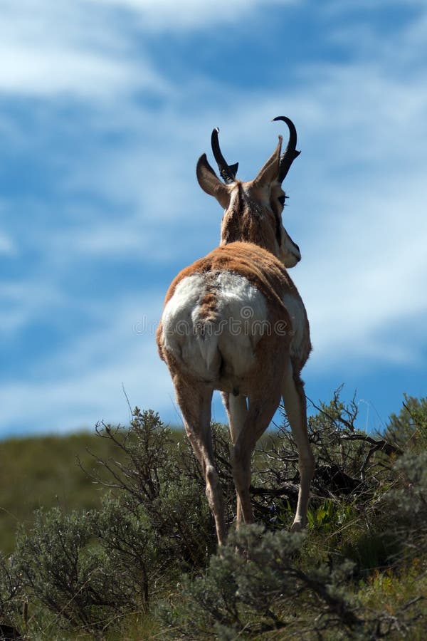 American Pronghorn Antelope - Slough Creek Lamar Valley Yellowstone National Park in Wyoming USA. American Pronghorn Antelope - Slough Creek Lamar Valley Yellowstone National Park in Wyoming USA