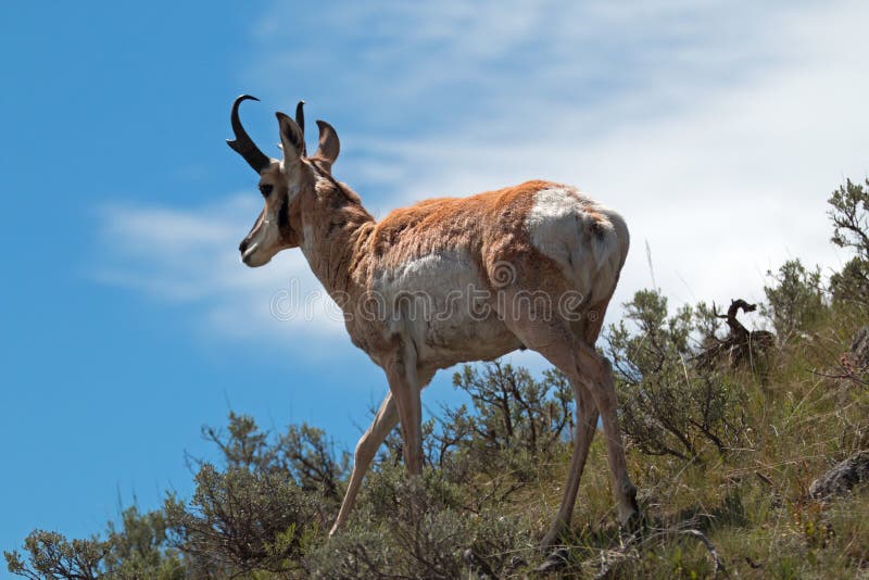 American Pronghorn Antelope near Slough Creek of Lamar Valley in Yellowstone National Park in Wyoming USA. American Pronghorn Antelope near Slough Creek of Lamar Valley in Yellowstone National Park in Wyoming USA