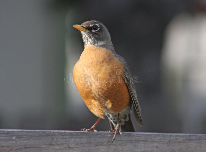 Amerikaanse roodborst (Turdus migratorius) stock afbeelding