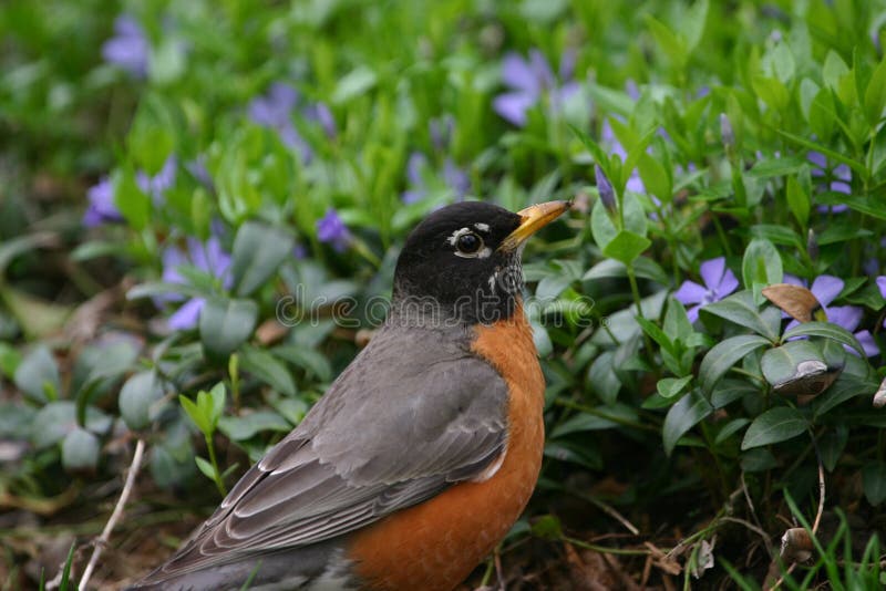 Amerikaanse roodborst royalty-vrije stock foto