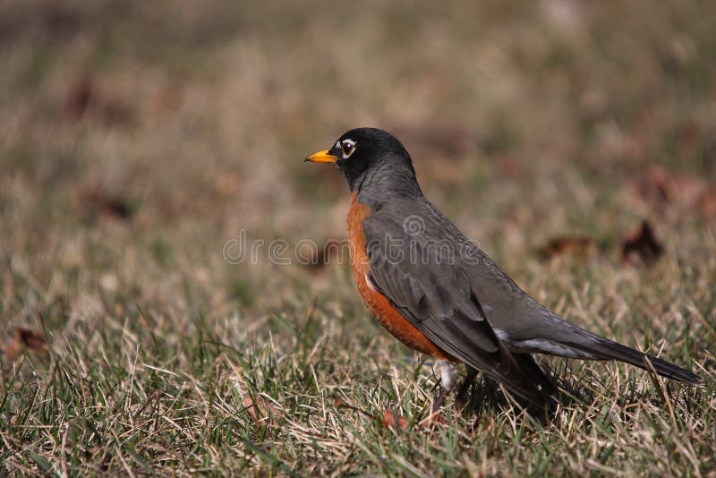 Amerikaanse roodborst stock afbeeldingen
