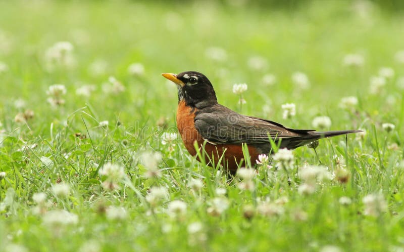 Amerikaanse roodborst royalty-vrije stock foto's