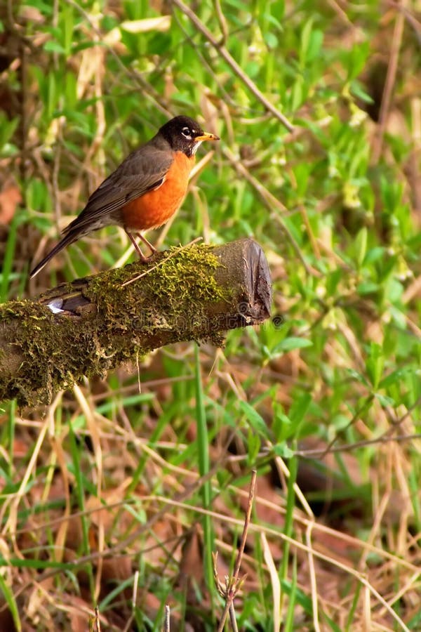 Amerikaanse Roodborst stock afbeeldingen