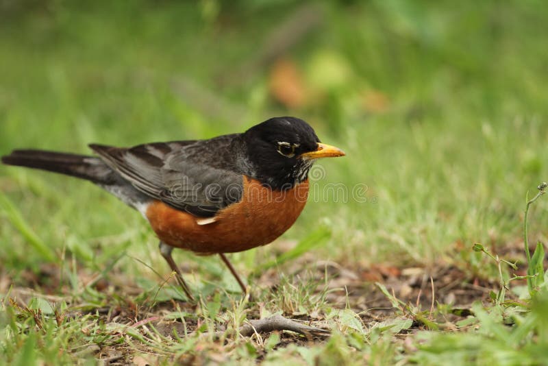 Amerikaanse roodborst royalty-vrije stock foto
