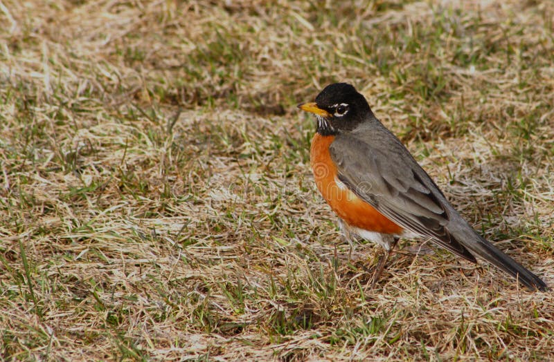 Amerikaanse roodborst stock afbeelding