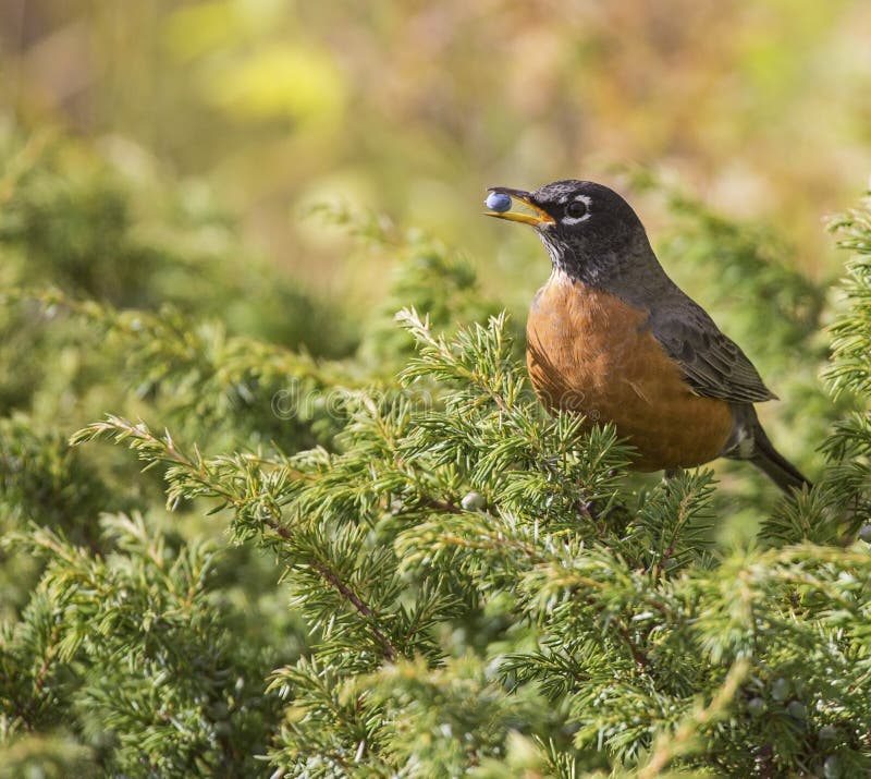 Amerikaanse roodborst met jeneverbes stock foto