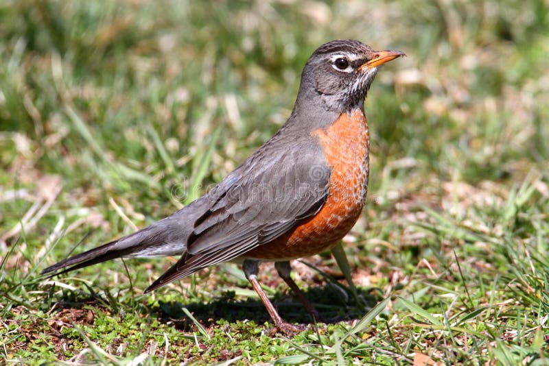 Amerikaanse roodborst (Turdus migratorius) stock afbeeldingen