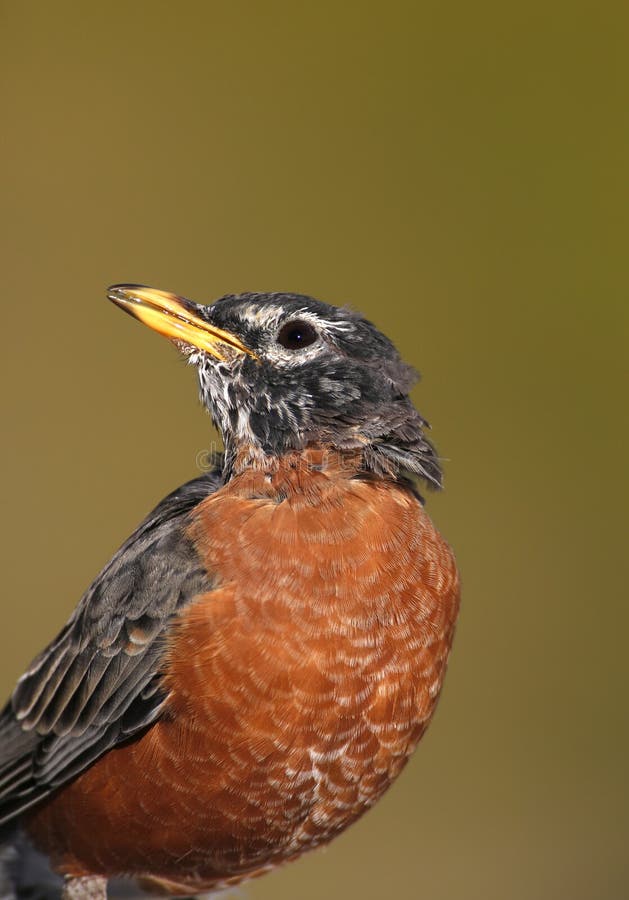 Amerikaanse roodborst (Turdus migratorius) royalty-vrije stock afbeelding