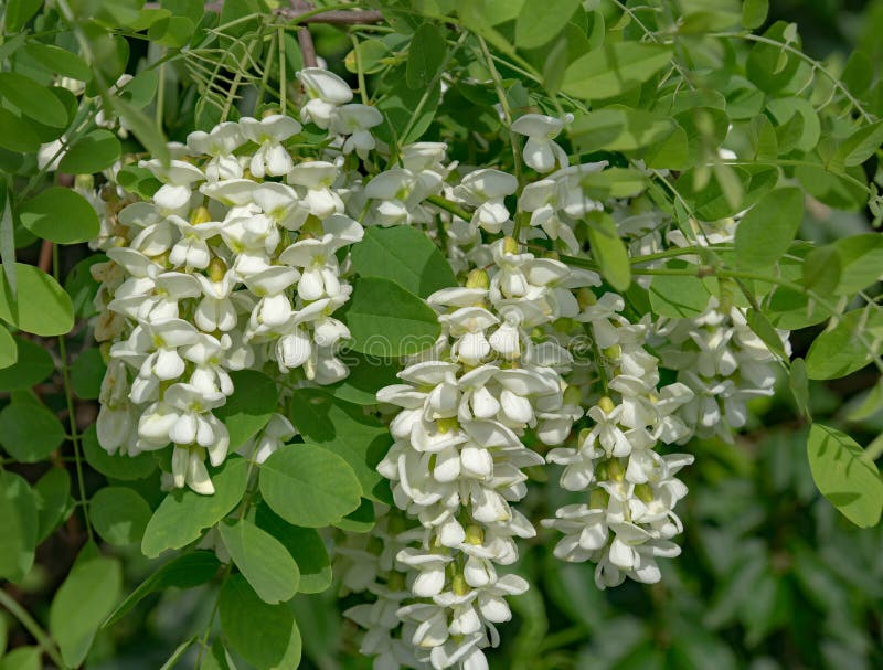 American yellowwood tree is native to the American southeast. The yellowwood with its drooping clusters of white flowers is an excellent choice for an ornamental flowering tree. American yellowwood tree is native to the American southeast. The yellowwood with its drooping clusters of white flowers is an excellent choice for an ornamental flowering tree.