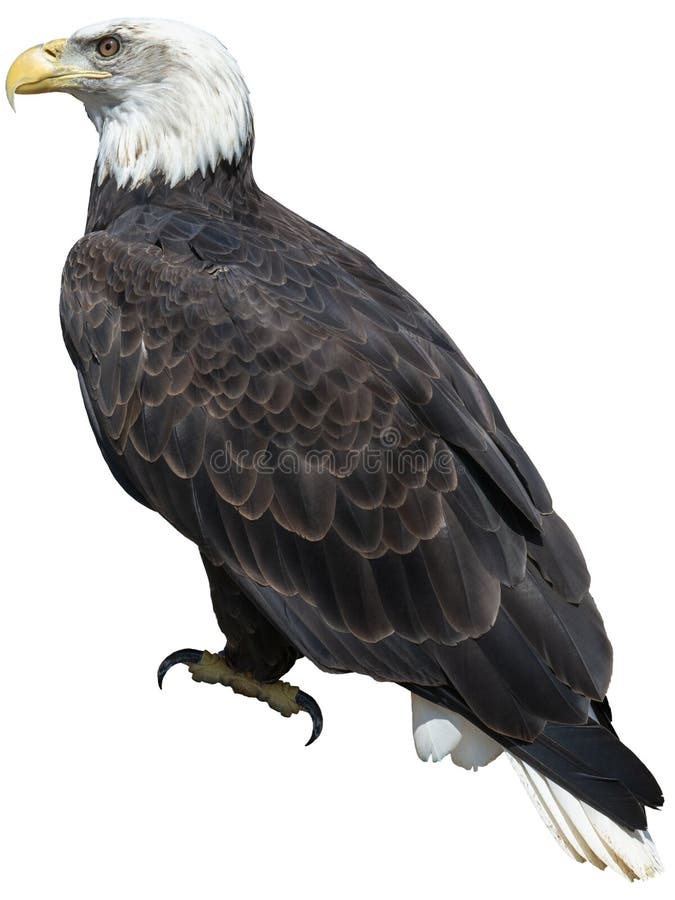 Amerikan skalliga Eagle Birs som isoleras, djurliv fotografering för bildbyråer Amerikan skalliga Eagle Birs som isoleras, djurliv fotografering för bildbyråer